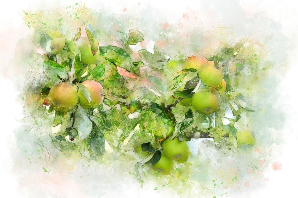 A watercolour-style image of apples fruiting on a tree