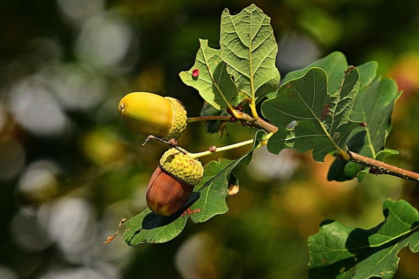 Two acorns on an oak tree