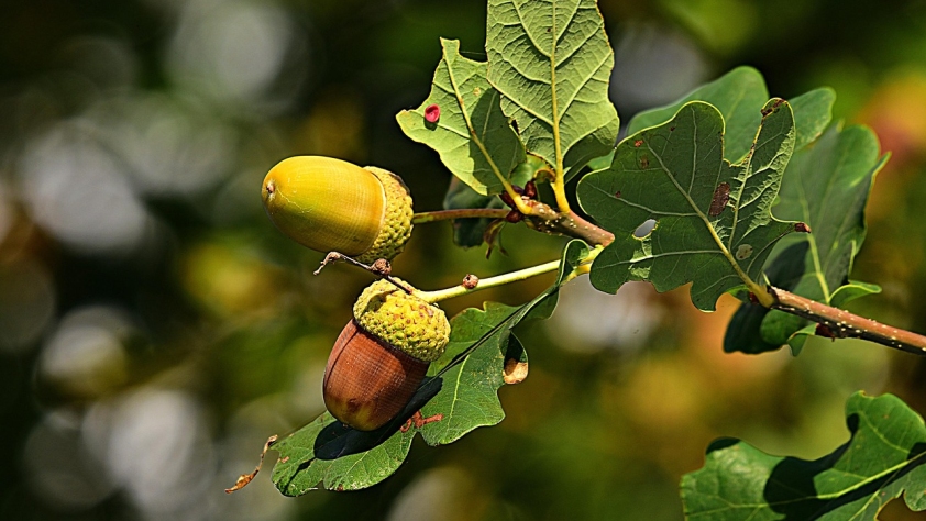 Two acorns on an oak tree